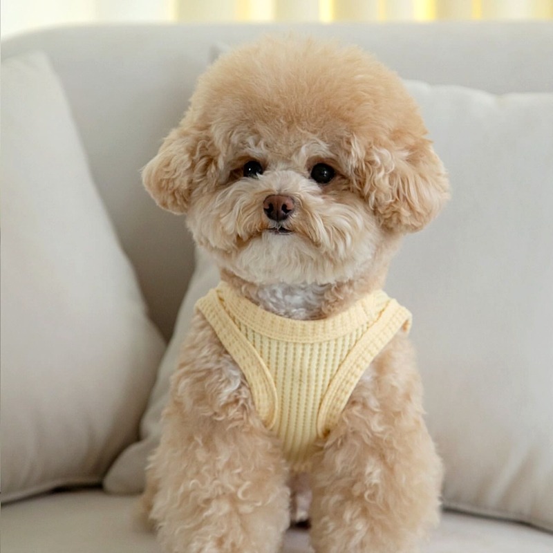 Soft Summer Yellow Clothing - Amarelo waffle roupas para animais de
